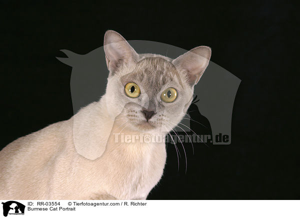 Burma Portrait / Burmese Cat Portrait / RR-03554
