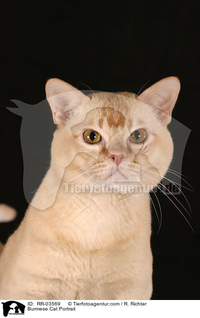 Burma Portrait / Burmese Cat Portrait / RR-03569