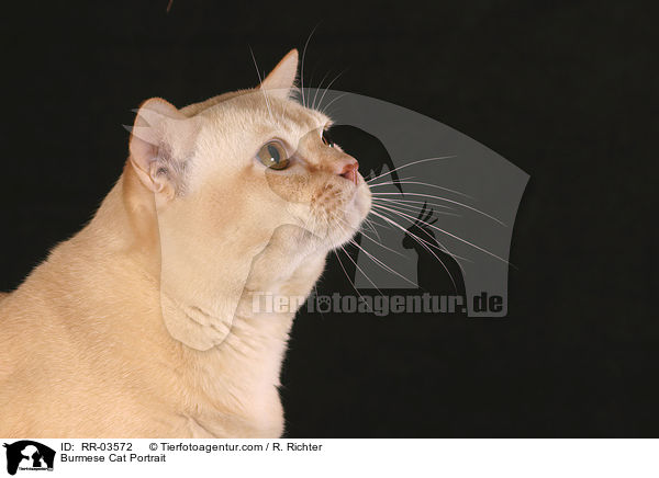 Burma Portrait / Burmese Cat Portrait / RR-03572