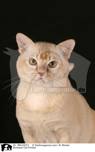 Burma Portrait / Burmese Cat Portrait / RR-03573
