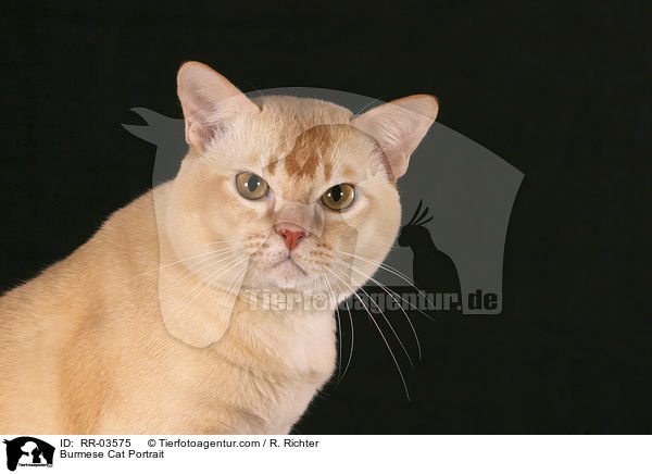 Burma Portrait / Burmese Cat Portrait / RR-03575