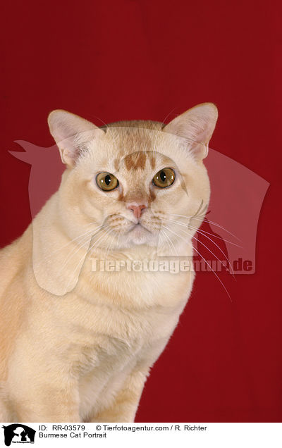 Burma Portrait / Burmese Cat Portrait / RR-03579