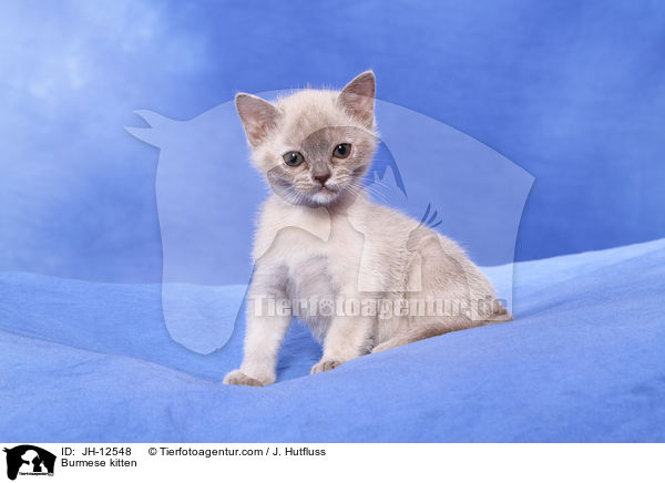 Burma Ktzchen / Burmese kitten / JH-12548