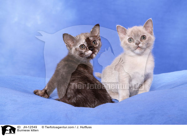 Burma Ktzchen / Burmese kitten / JH-12549