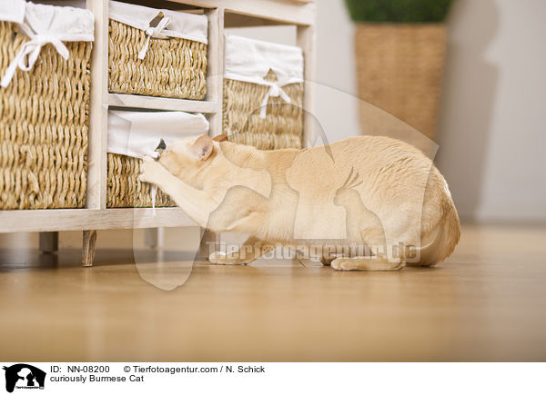 neugierige Burma / curiously Burmese Cat / NN-08200