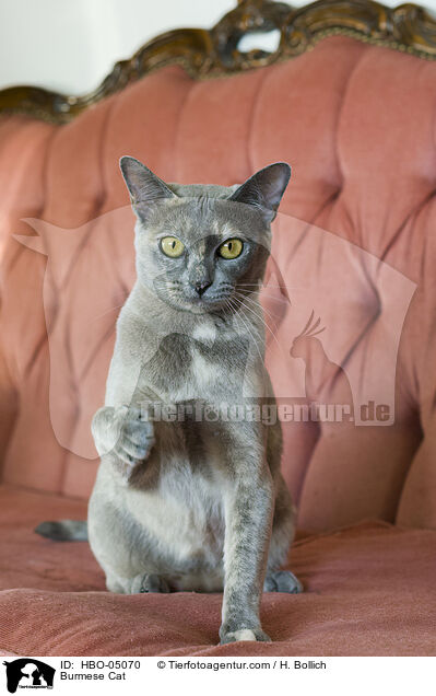 Burma / Burmese Cat / HBO-05070