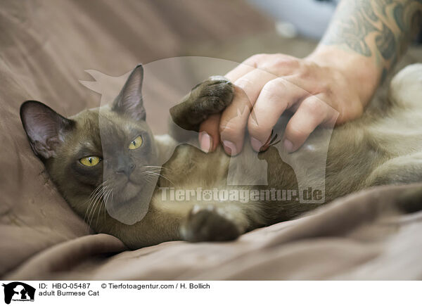 ausgewachsene Burma / adult Burmese Cat / HBO-05487