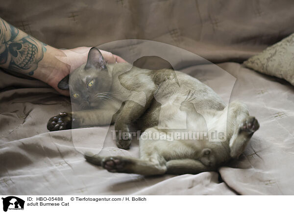 adult Burmese Cat / HBO-05488