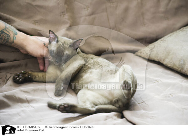 adult Burmese Cat / HBO-05489