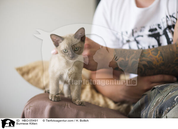 Burmese Kitten / HBO-05491