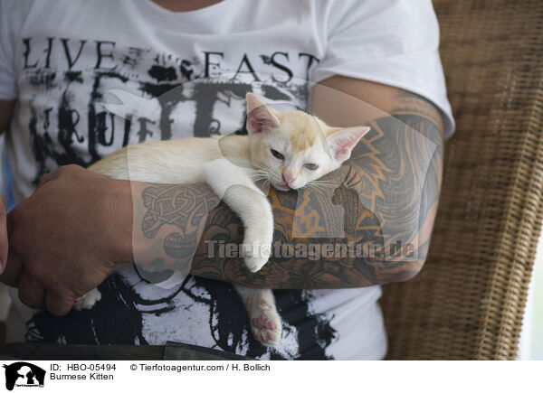 Burma Ktzchen / Burmese Kitten / HBO-05494