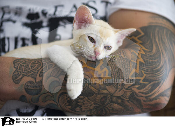 Burmese Kitten / HBO-05495