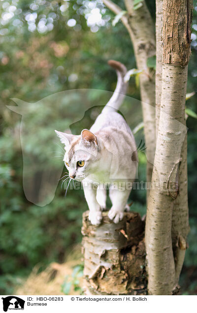 Burmese / Burmese / HBO-06283
