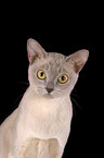 Burmese Cat Portrait