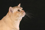 Burmese Cat Portrait