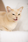 lying Burmese Cat