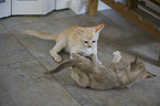 Burmese Cats