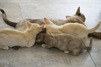 Burmese Cats