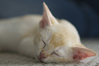 Burmese Cat Kitten