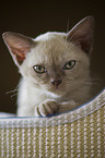 Burmese Cat Kitten