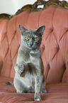 Burmese Cat