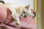 Burmese Cat