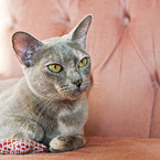 Burmese Cat