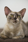 adult Burmese Cat