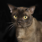 adult Burmese Cat