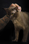 adult Burmese Cat