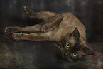 adult Burmese Cat