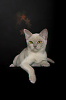 young Burmese Cat