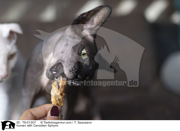 Mensch mit Canadian Sphynx / human with Canadian Sphynx / TS-01307