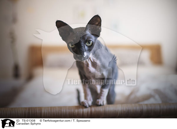 Canadian Sphynx / Canadian Sphynx / TS-01308