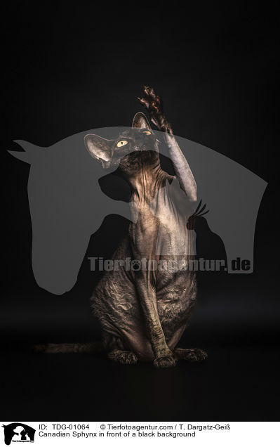 Canadian Sphynx in front of a black background / TDG-01064