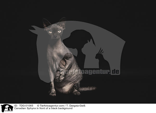 Canadian Sphynx in front of a black background / TDG-01065