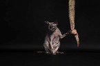 Canadian Sphynx in front of a black background