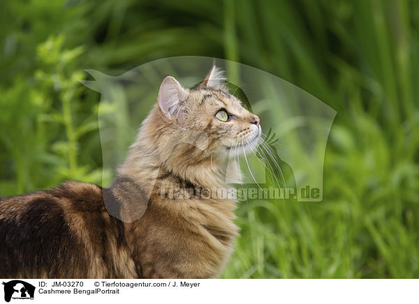 Cashmere Bengal Portrait / Cashmere BengalPortrait / JM-03270