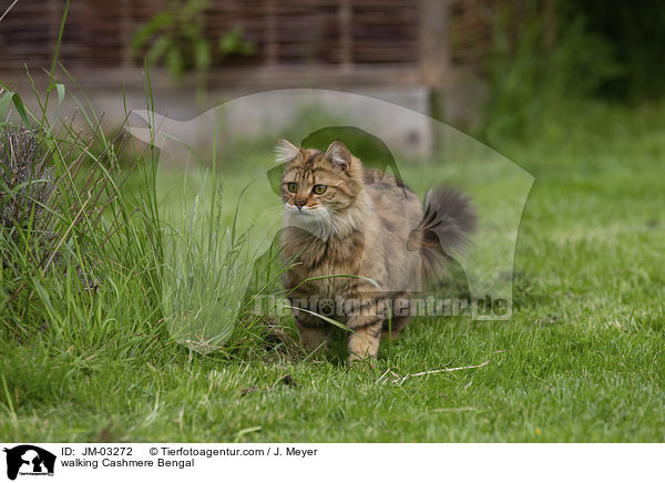 laufende Cashmere Bengal / walking Cashmere Bengal / JM-03272