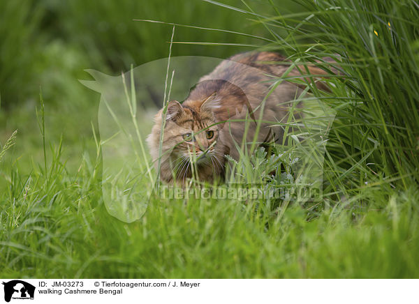 walking Cashmere Bengal / JM-03273