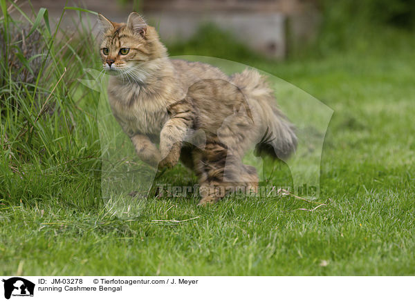rennende Cashmere Bengal / running Cashmere Bengal / JM-03278
