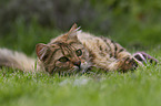 lying Cashmere Bengal