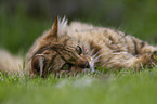 lying Cashmere Bengal