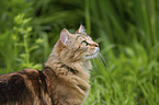 Cashmere BengalPortrait