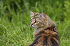 Cashmere Bengal Portrait