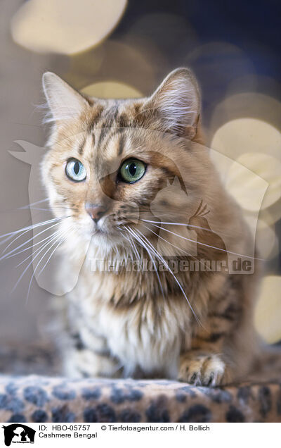 Cashmere-Katze / Cashmere Bengal / HBO-05757