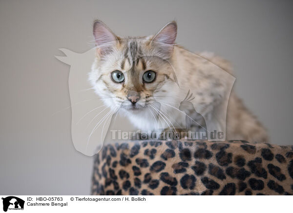 Cashmere-Katze / Cashmere Bengal / HBO-05763