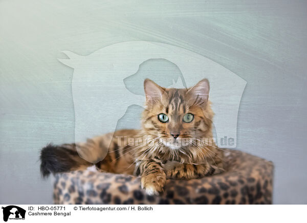 Cashmere-Katze / Cashmere Bengal / HBO-05771