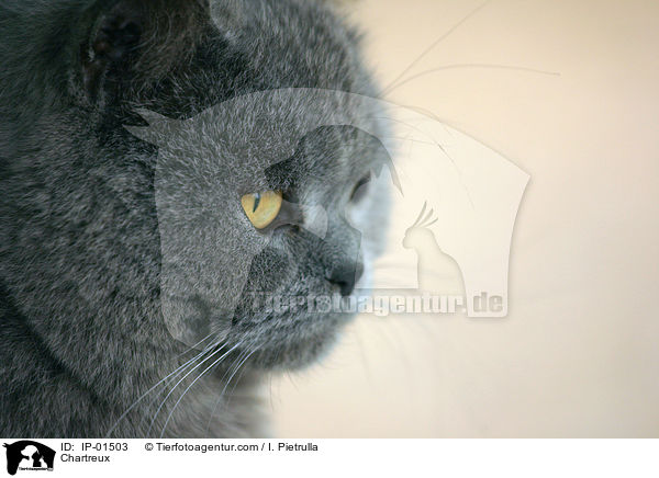 Chartreux / IP-01503