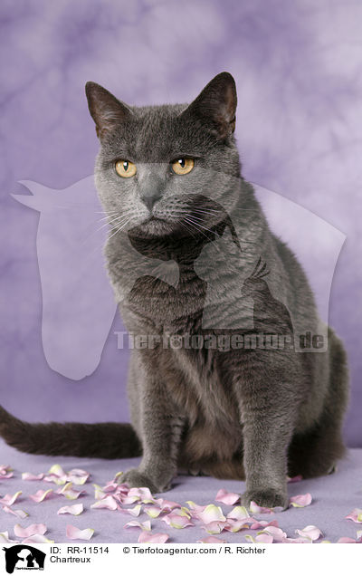echte Kartuser / Chartreux / RR-11514